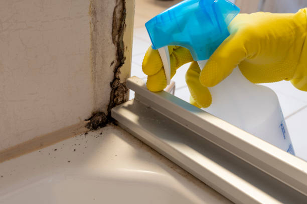 Best Attic Mold Remediation in Bellair Meadowbrook Terrace, FL