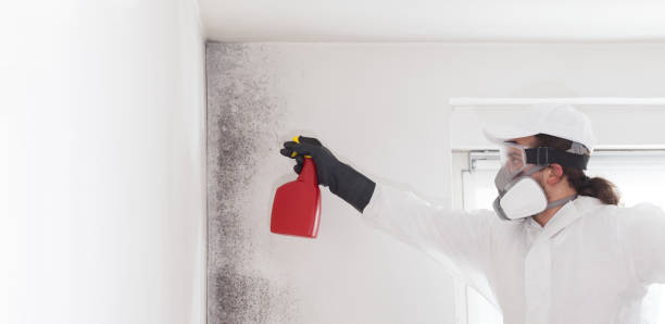 Bellair Meadowbrook Terrace, FL Mold Remediation Company