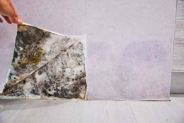 Best Residential Mold Remediation in Bellair Meadowbrook Terrace, FL